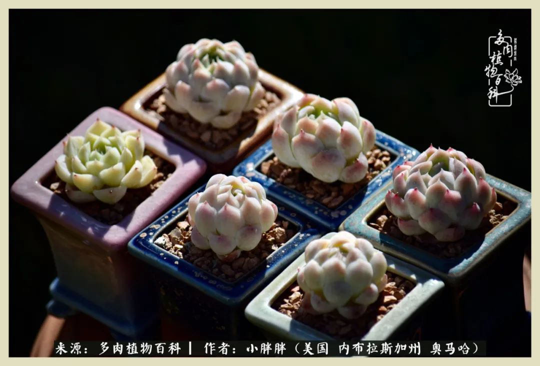 多肉小白入坑攻略,多肉小白2个月成功入坑