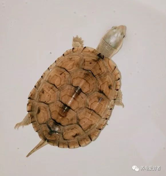 养龟异味怎么处理,养龟怎样防止臭味