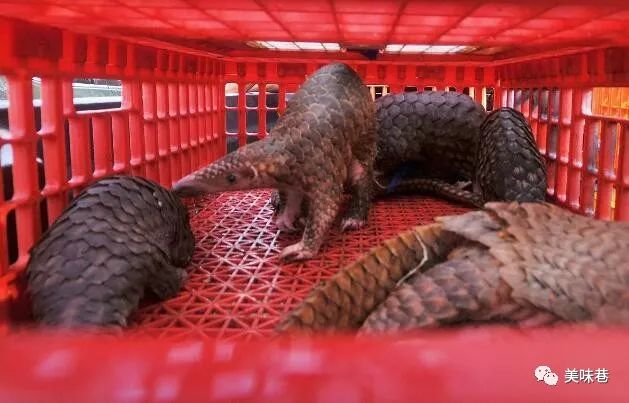 除了蝙蝠，这10大野味也不可食用，为了自己的健康，请管住嘴