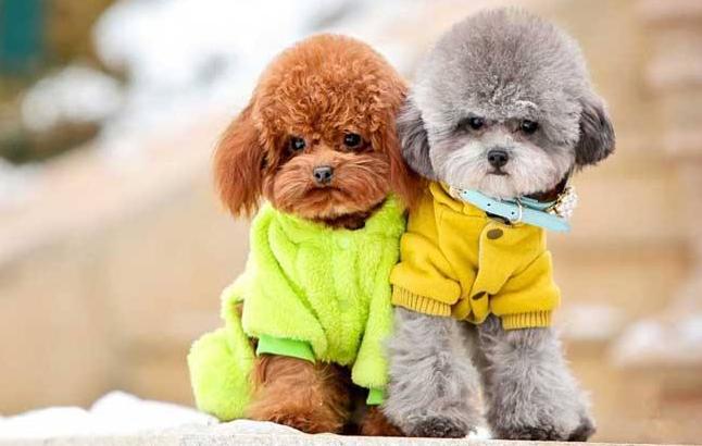 贵宾犬初次养几只合适呢,贵宾犬小型犬养的时候有什么建议