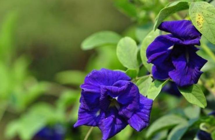 5种花是“爬墙高手”,多见光,别缺水,半年长成“花瀑布”