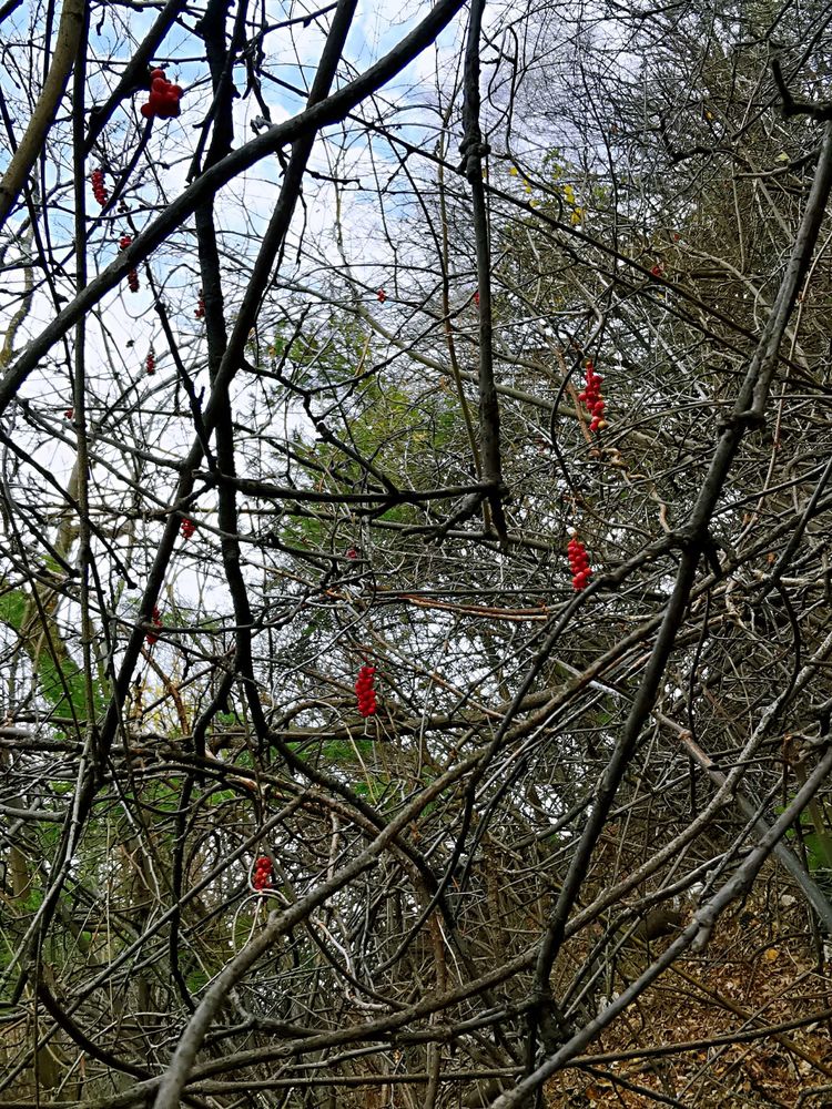 20201101惊悚之行~首阳山大坪梁单日横穿+原返