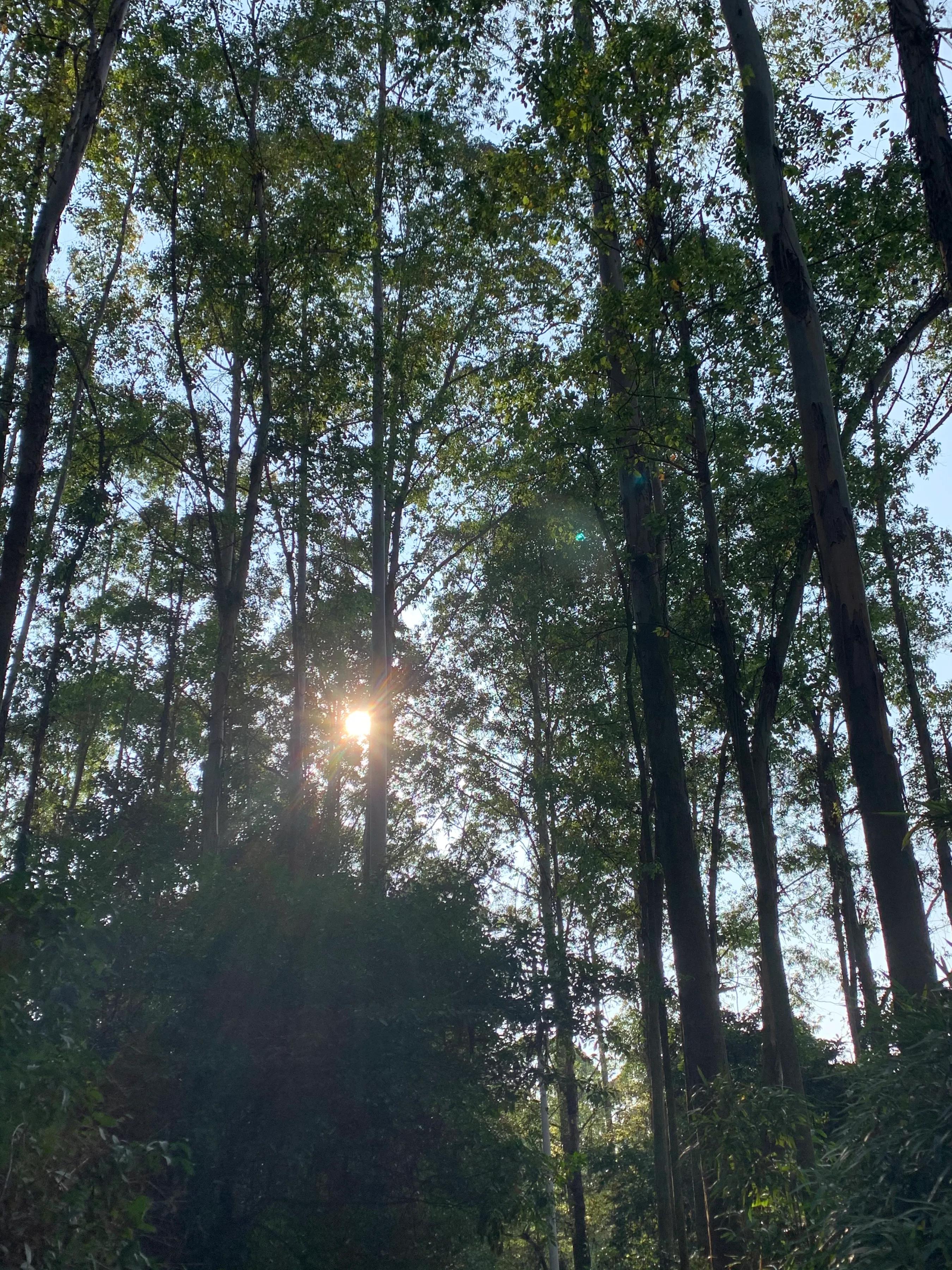 东莞水濂山森林公园攻略,东莞水濂山爬山要不要门票钱