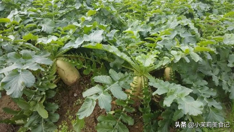 古语饿死不耕丈人田,饿死不耕丈人田意味着什么