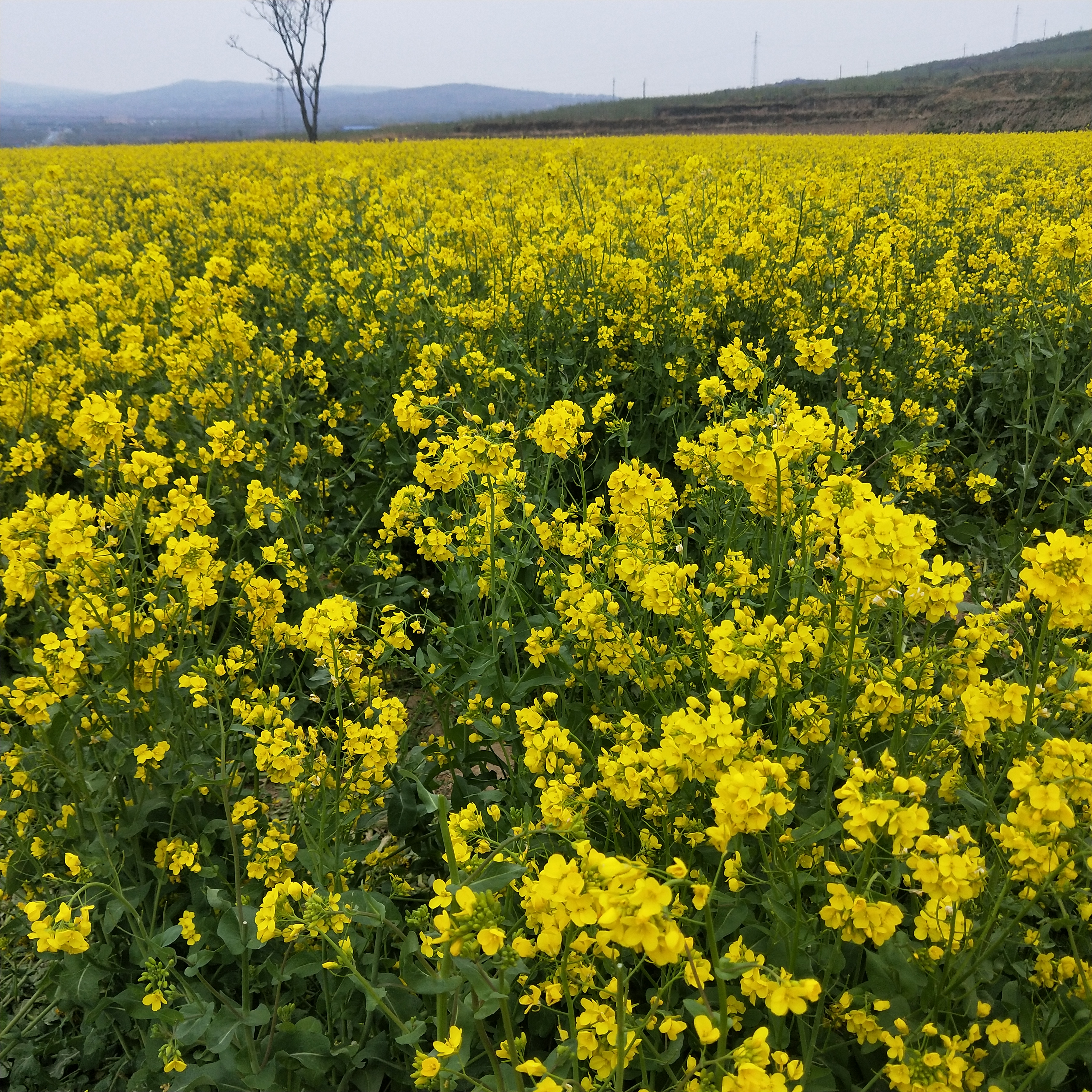 油菜中药名称芸苔,芸苔与油菜视频