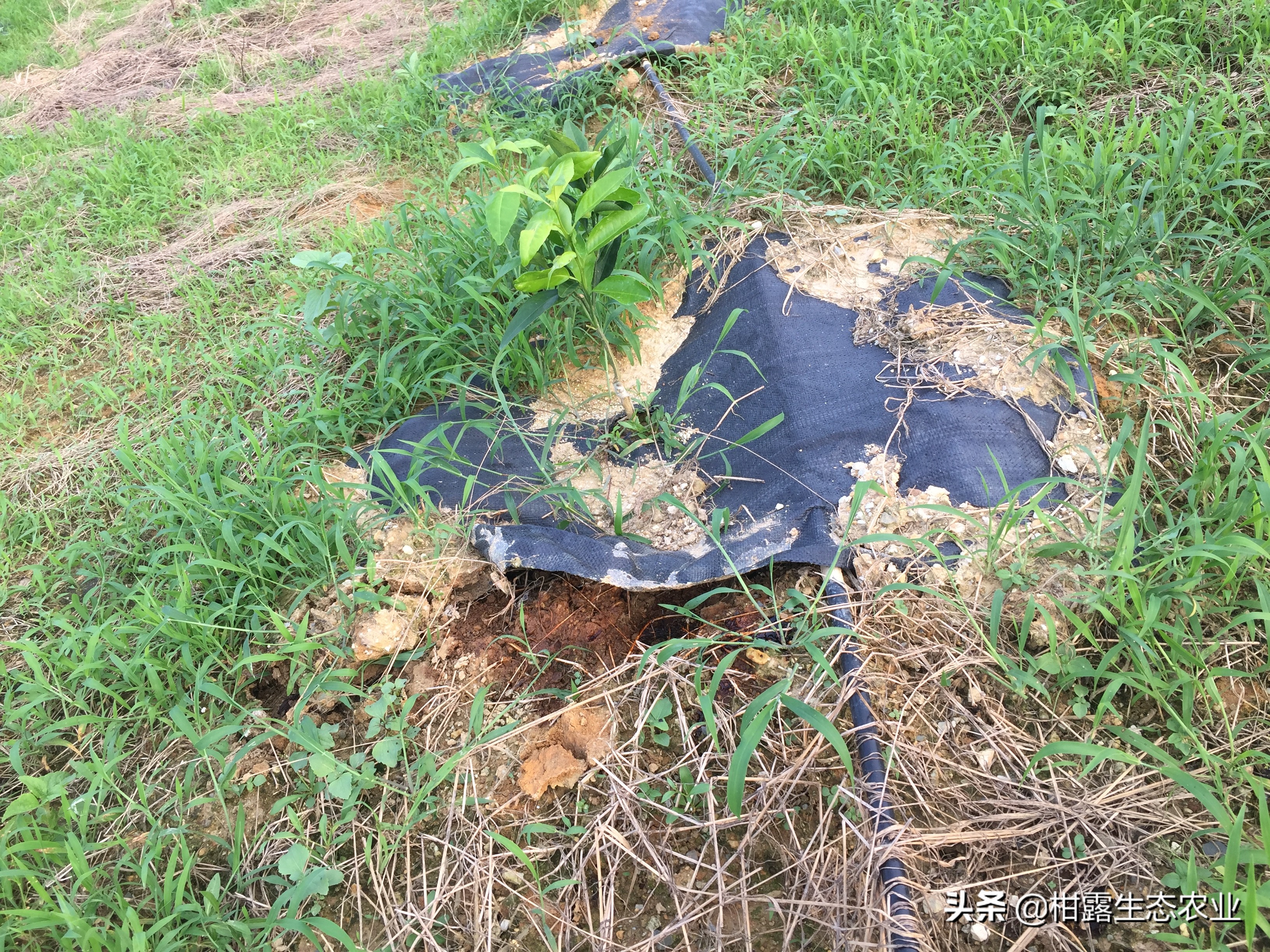 肥料产业新方向,液体肥肥料市场的新宠