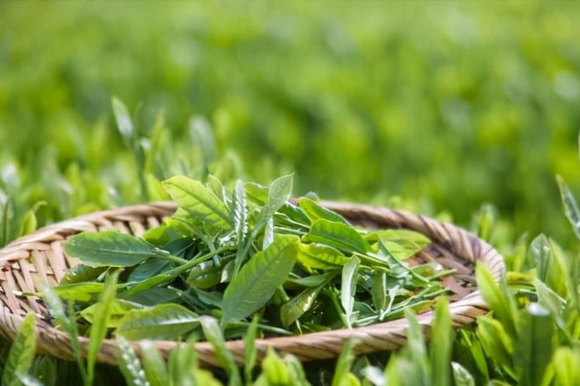 中国六大茶类代表名茶以及功效,中国六大茶类有哪些