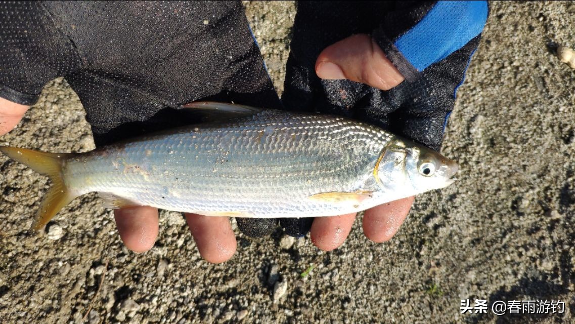 黄尾鲴鱼窝料推荐,钓黄鲴鱼用什么饵料