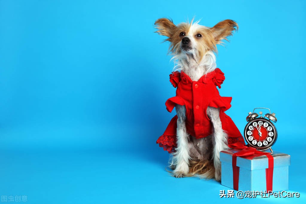 狗狗买衣服,给狗狗买玩具有什么要注意的