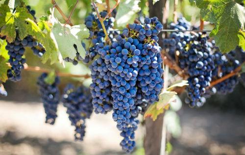 葡萄籽精华抗衰老抗氧化,葡萄籽真的可以美白抗氧化吗