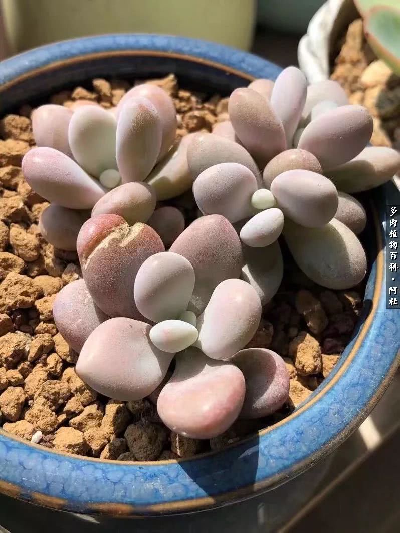 多肉有毒没毒,多肉有毒有毒