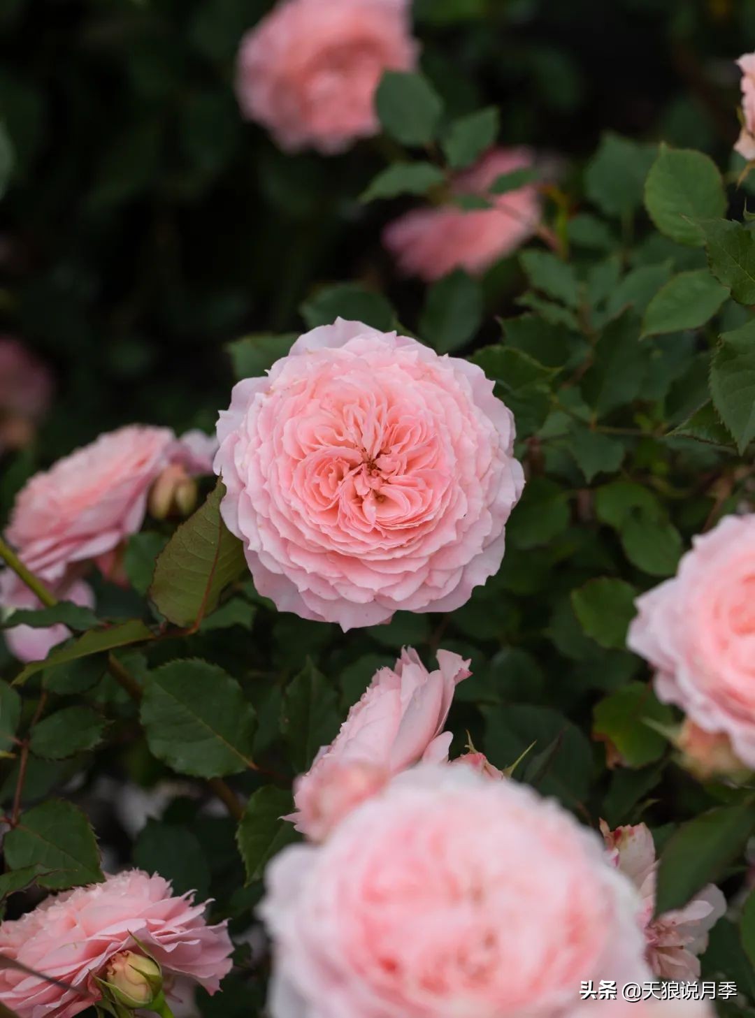 2022年天狼月季新品,月季天狼新品曝光