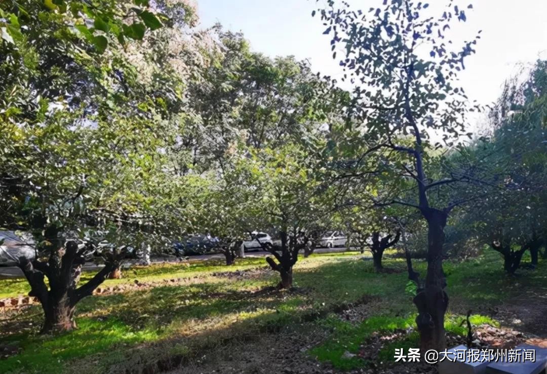 郑州市最大小区排名,郑州最大的小区社区