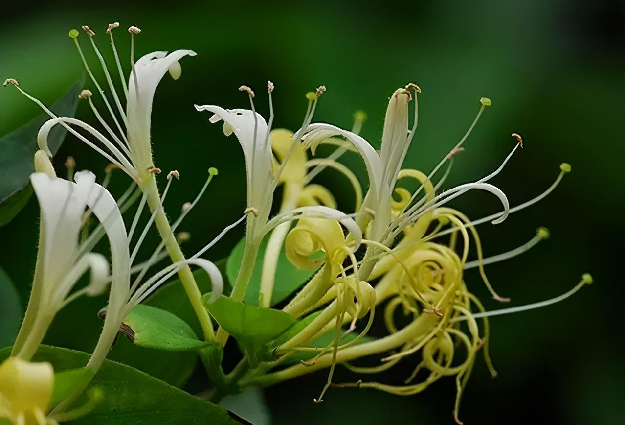 40种可以食用的鲜花,春季鲜花食谱