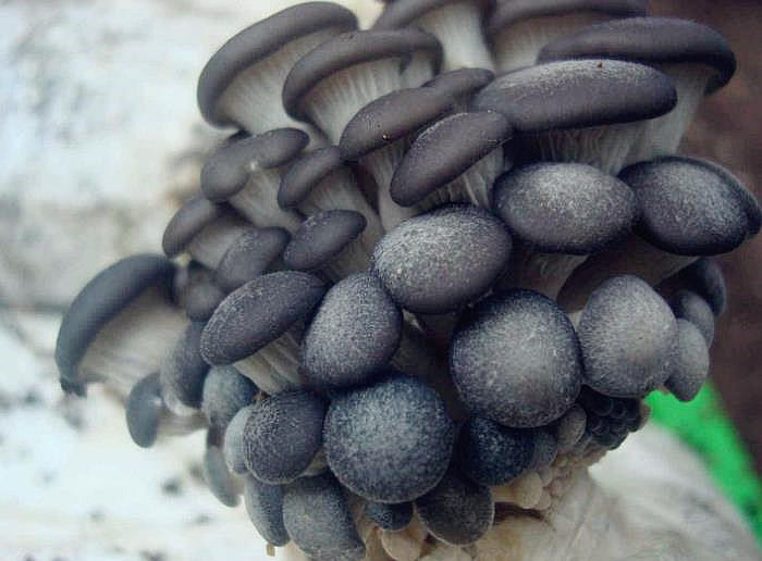 蘑菇在冰箱放的长毛了还能吃吗,干蘑菇长毛了能吃吗有毒吗