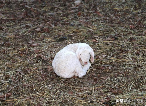 刚出生的小羊羔需要注意什么,小羊羔喂牛奶注意事项