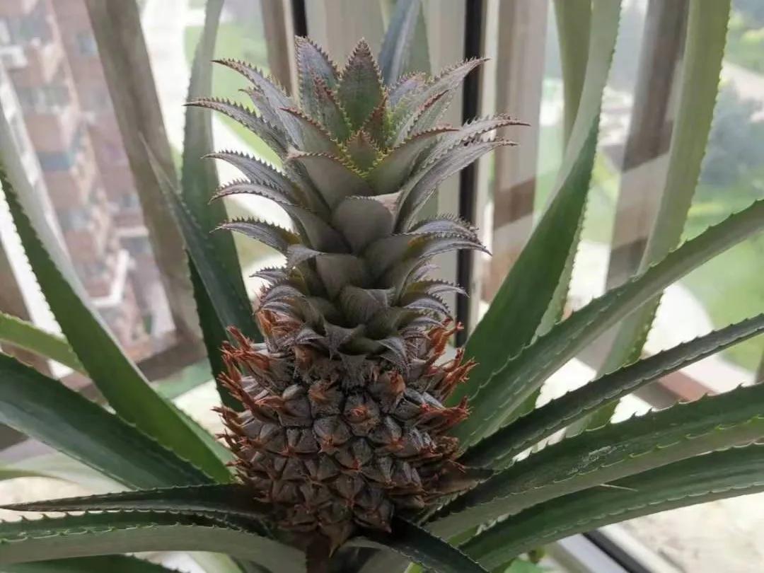 芒果核种芒果的过程,菠萝芒果核种植视频