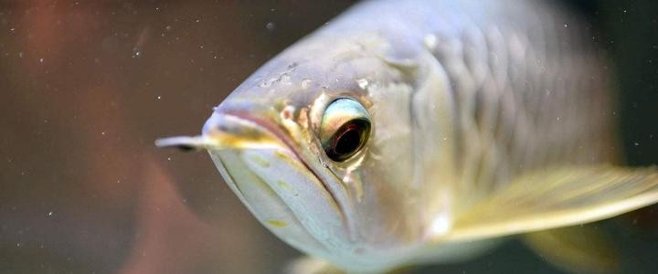 养龙须知,养龙柳的风水大忌