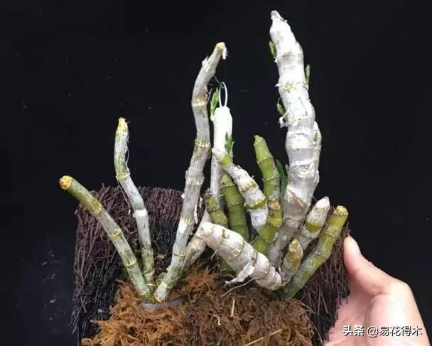 花卉栽培｜蛇木、泥炭、椰糠、松针，这些纤维类植料有什么优点？