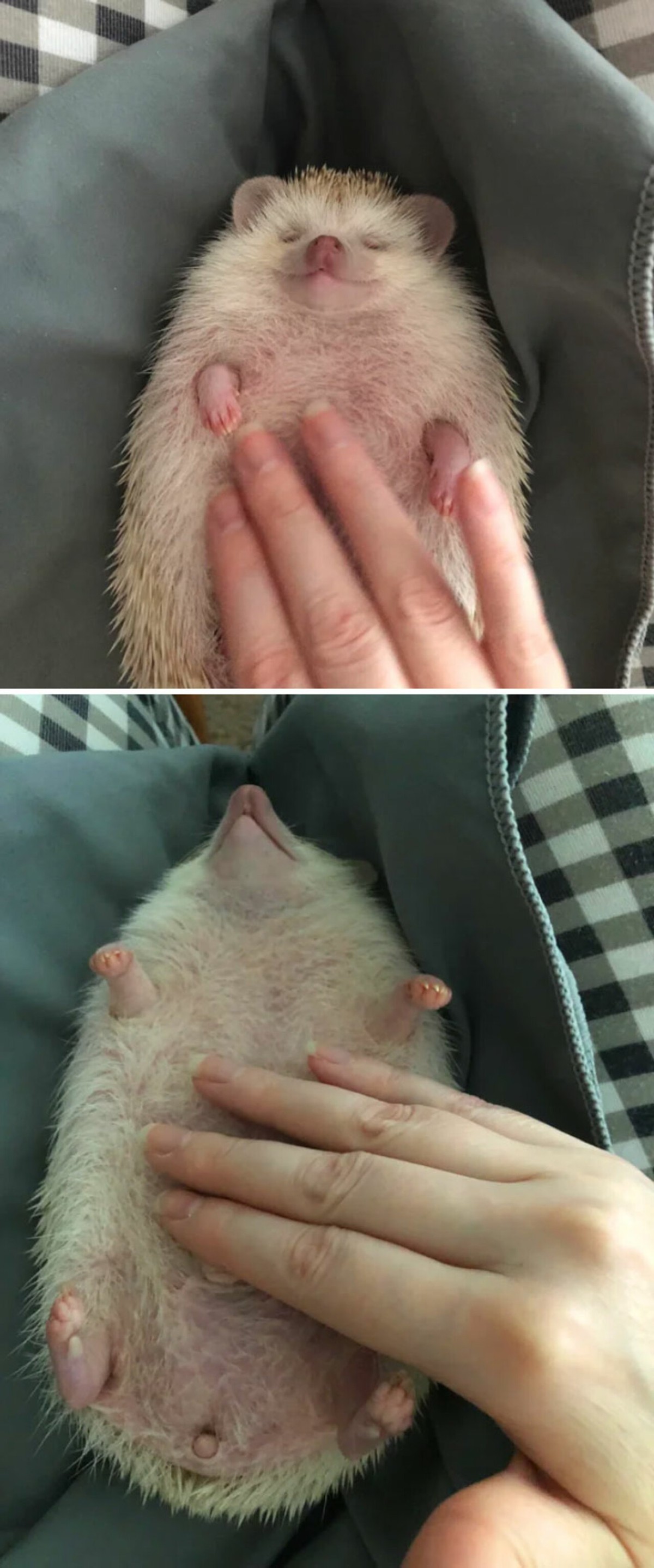 25张宠物刺猬生活的照片,从园艺到腹部按摩