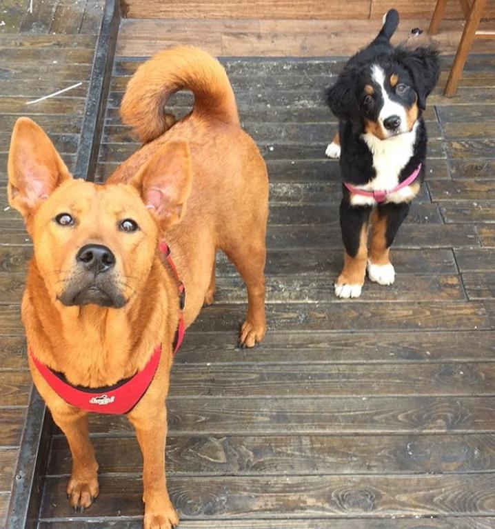 鐩樼偣鍚勪釜鐗瑰埆鐨勬潅浜や覆涓茬嫍,鍝簺瀹犵墿鐘覆涓茶捣鏉ユ洿濂界湅