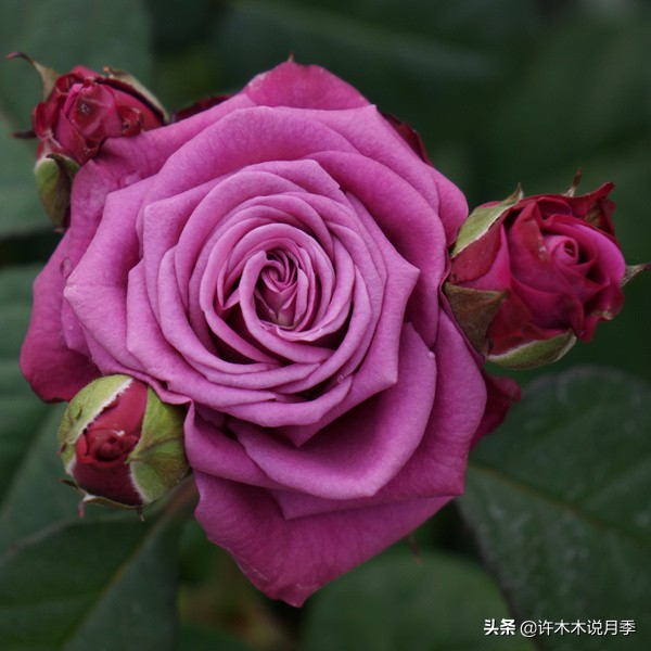 阳台最好养的月季品种推荐,四季开花最好养最好看的月季