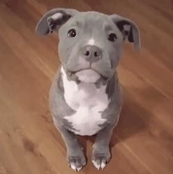 超级可爱呆萌的小奶狗,全种类小奶狗超萌合集