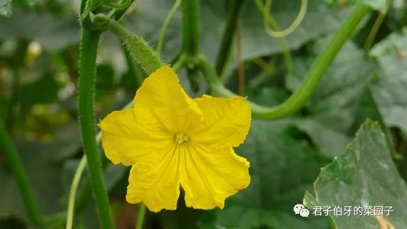 「西行散记」—10:大漠第一墩,长城“龙”尾,李战军