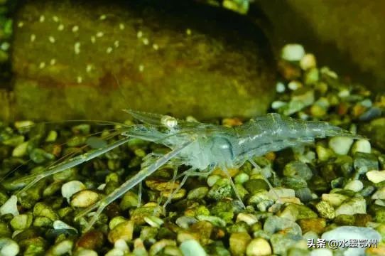 基围虾草虾算河虾吗,草虾基围虾对虾哪个贵