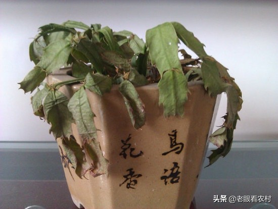 蟹爪兰仙人指的养殖方法,蟹爪兰花卉怎样养护