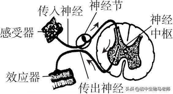 中考生物复习要点速记（人教版）第四单元生物圈中的人