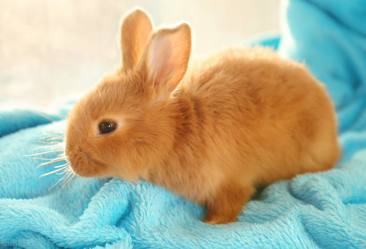 鍏斿瓙渚夸究鎬庝箞澶勭悊,鍏斿瓙渚夸究涓婃湁榛忔恫