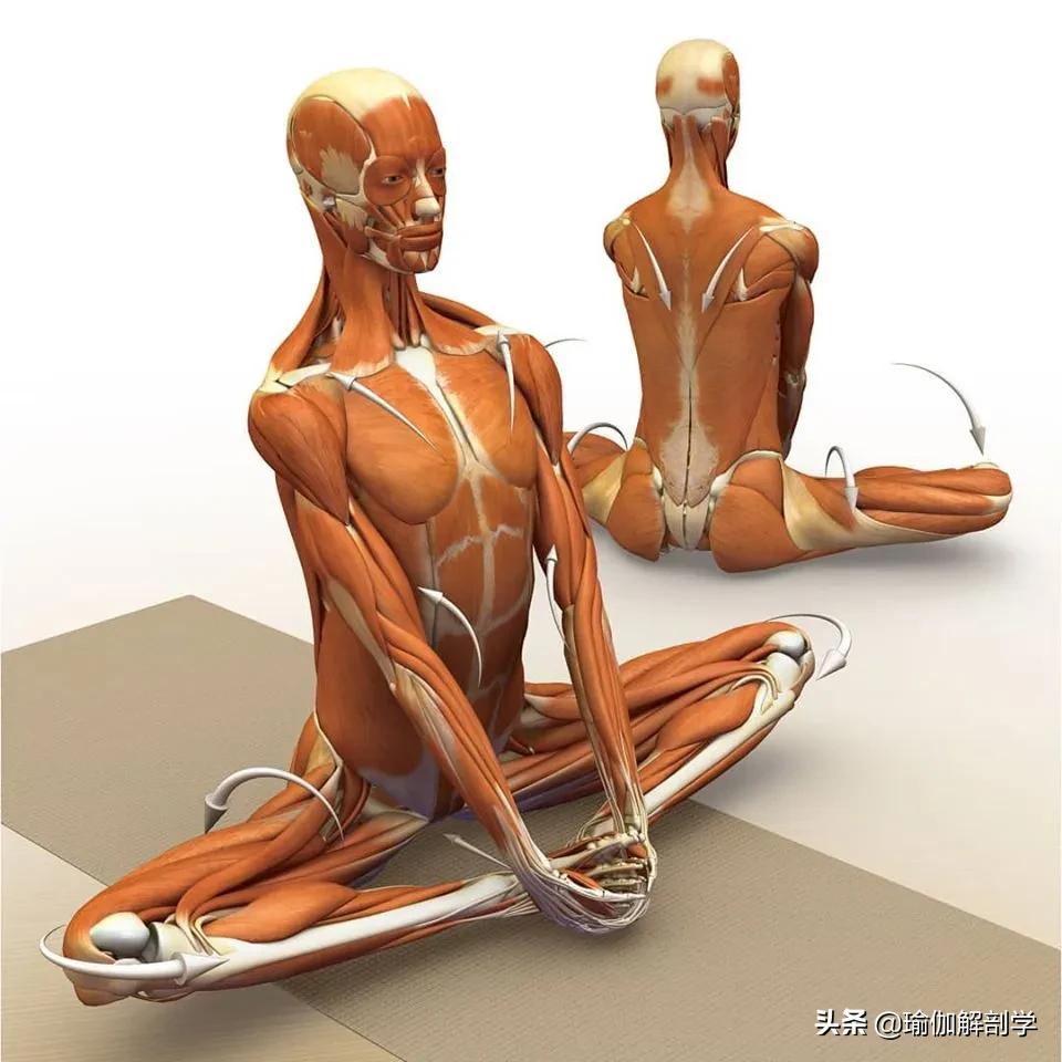 正位瑜伽哈他体式编排,精准正位60分钟瑜伽体式