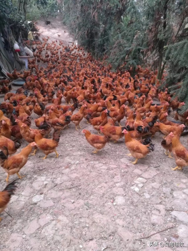 蛋鸡产蛋质量不好怎么办,提高蛋鸡产蛋率的十大技巧