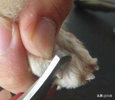 狗狗不愿剪指甲怎么办,狗狗不愿理发怎么办