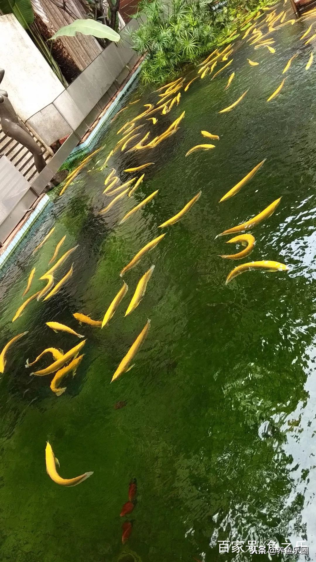 这位土豪家的渔场，光滤材就花了500多万，你确定不要见识一下？