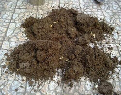 玫瑰养护办法视频讲解教程,玫瑰扦插发芽怎么继续养