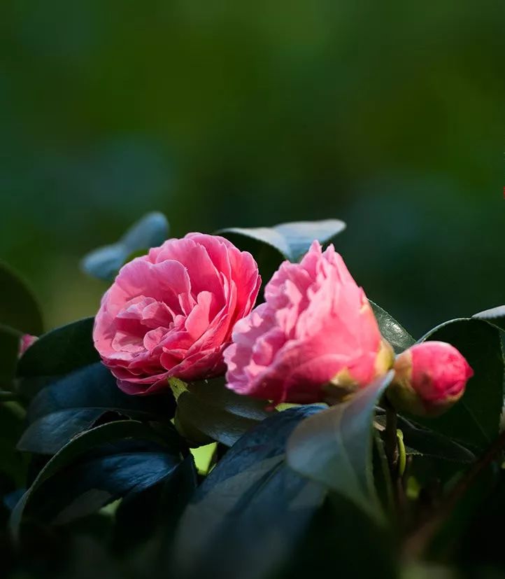 懒人山茶花,山茶花日常