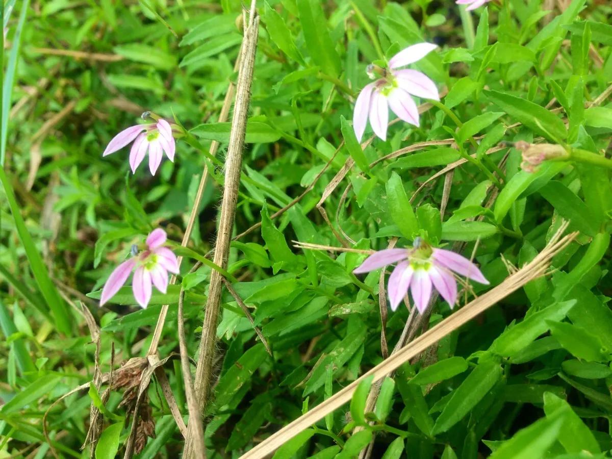 每日中药,中药半边莲和半枝莲的功效与作用