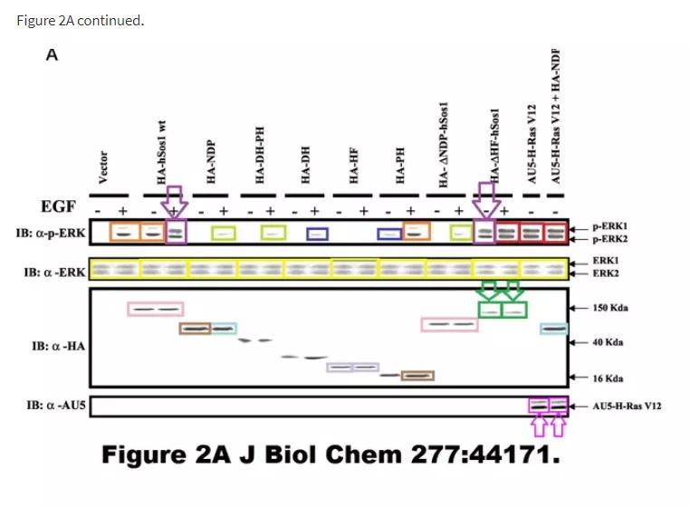 论文图片作假,论文撤稿是真的假的