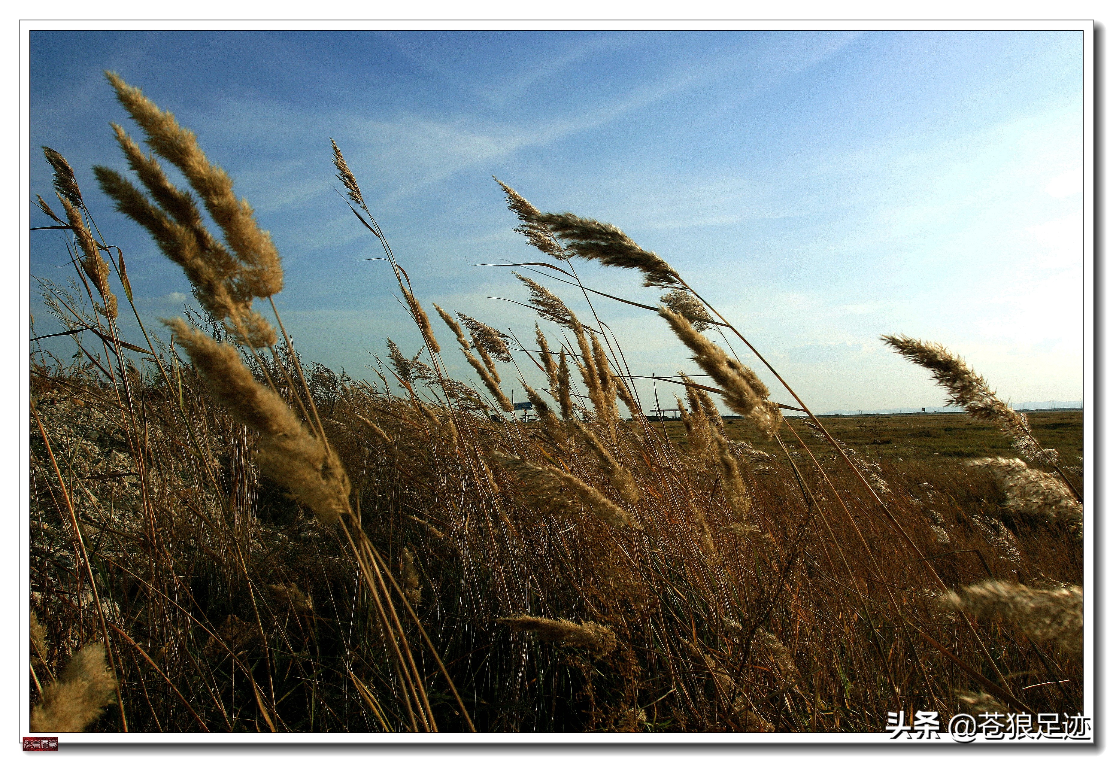美丽的贡格尔草原风光无限,贡格尔草原上的牛羊的视频