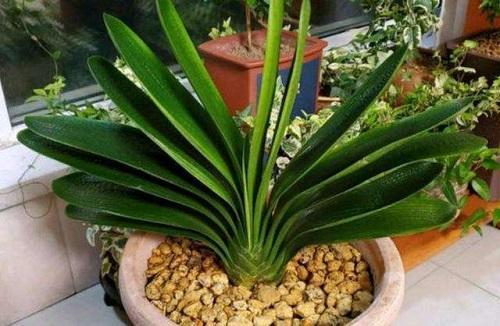 君子兰放在家里什么地方长得最好,君子兰养在家里哪个位置