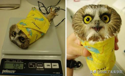 熊猫称完体重后自闭,当熊猫称完体重自闭