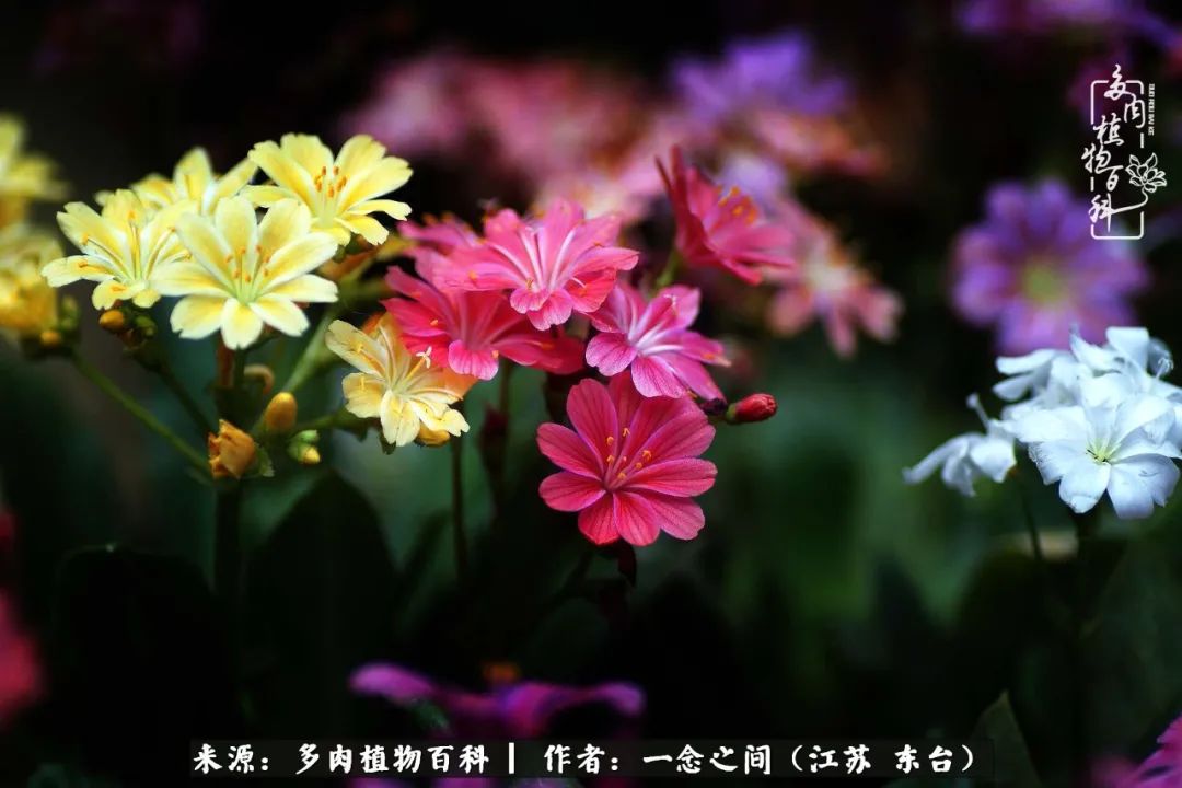 遇见花开蓝莓糖,遇见花开蔬菜沙拉酱