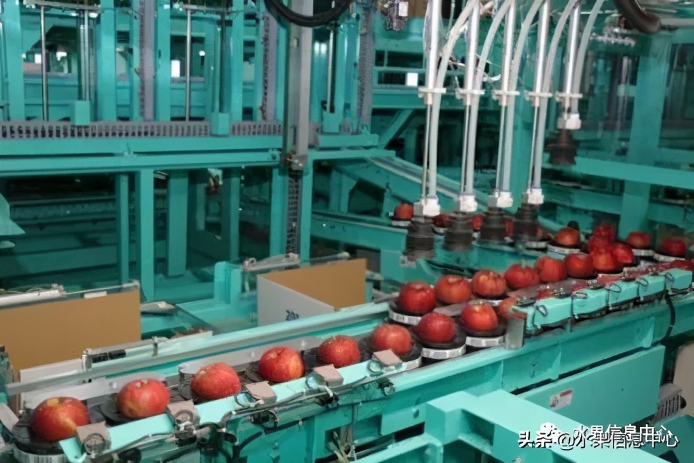 日本苹果种植现状,为什么日本苹果质量比中国的好