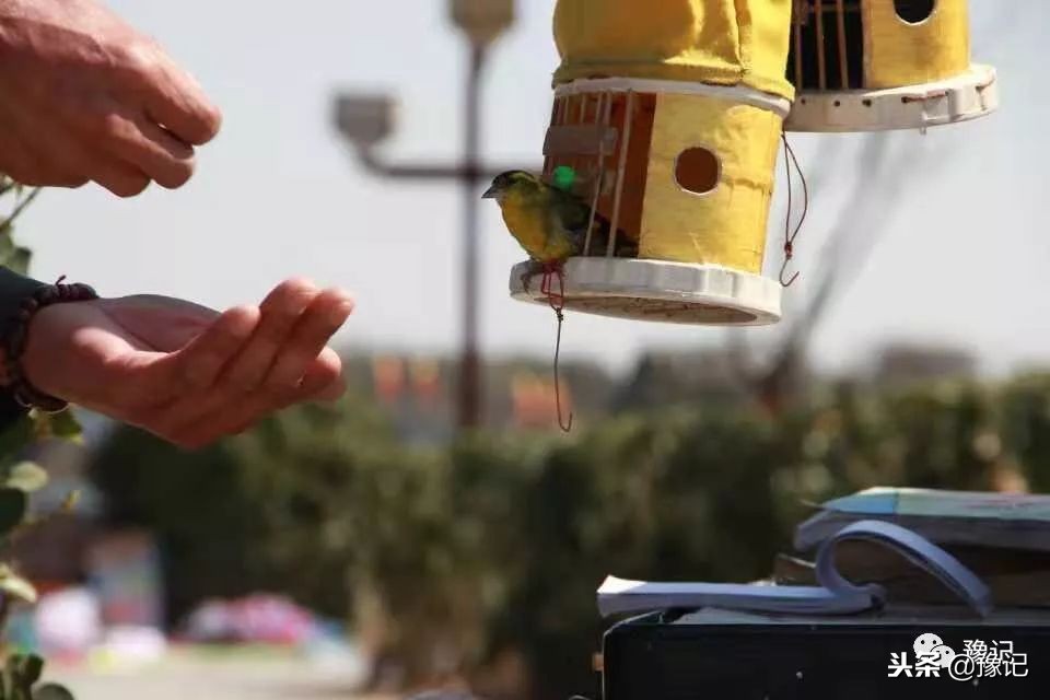 皇城根脚下,那是开封大爷遛鸟的天地