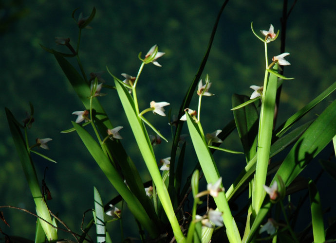 哪种兰花长在石头里好养,石头缝里开出的兰花什么意思