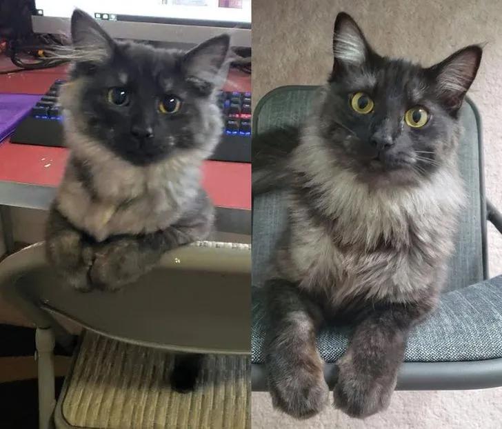 珍贵照片猫咪,猫咪和主人令人惊艳的合照