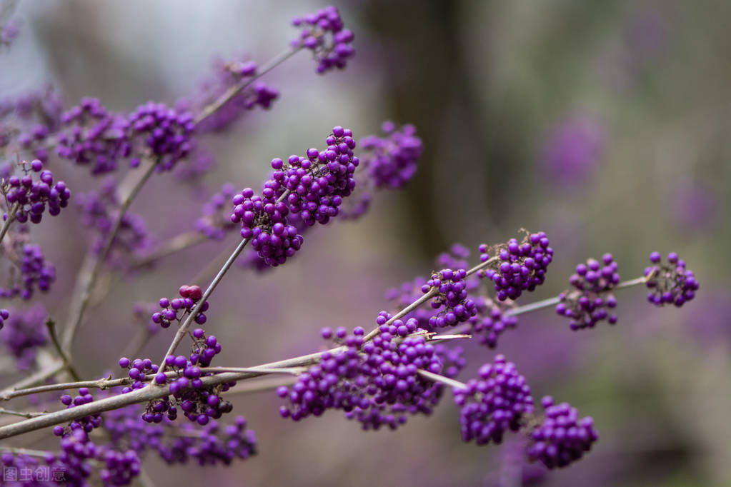 盆栽观果植物有哪些,观果植物具备哪些特征