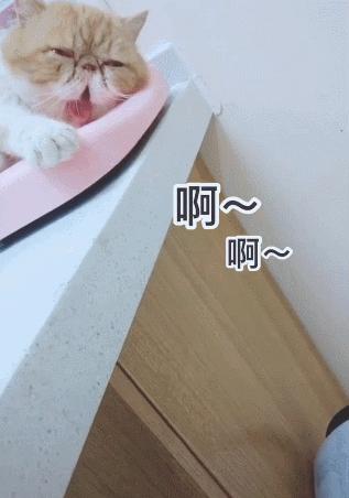 猫咪下巴脱臼,猫咪脱臼了治疗要多少钱